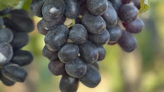 Fresh Black Grapes