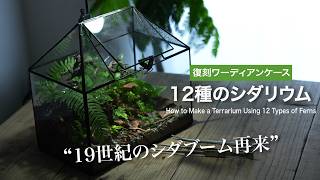 【復刻ワーディアンケース】 12種類のシダ植物を育てる　No.199