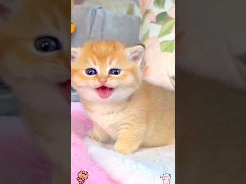Cute little baby kitten 🙈❤️ #shorts