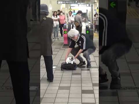 青い#猫