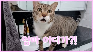 엄마가 고양이를 데리고 집을 나갔어요!?