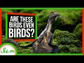 Evolutionary Journey of Birds