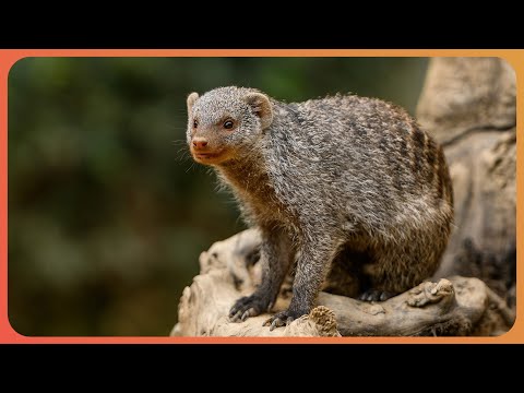 Cute But Deadly: The Hidden Menace Of The Wild (4K Documentary)