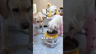 【旺仔很忙🐶wangzai is busy】狗子：不知道在墨迹啥Dog: I don't know what I'm talking about.