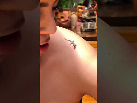 Chamaeleon