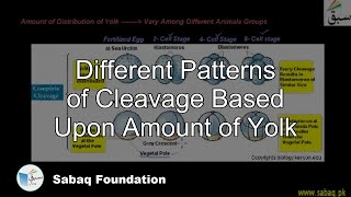 Different Patterns of Cleavage Based Upon Amount of Yolk