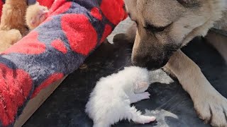 Прогулка 🌞😻❤️😻🍼🐈🐈🐈🐈🐈🐶🏡😻😻😻😻