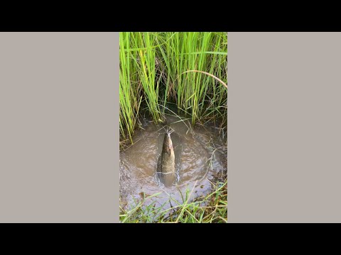 Amazing Fishing With Hook Catch fishes at Canal #shorts #fishing #bestfishingvideos