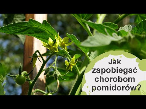 Jak zapobiegać chorobom pomidorów? Jak dbać o pomidory w lipcu?