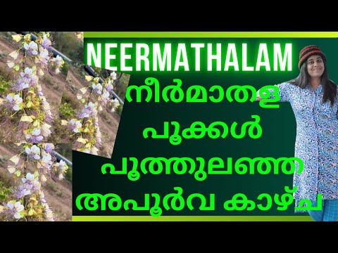 മാധവിക്കുട്ടിയുടെ കവിതകളിലൂടെ പ്രശസ്തമായ നീർമാതള പൂക്കൾ Neermathalam – The Mystical Flower