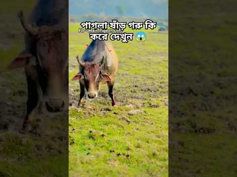 কোরবানি হয়ে গেছে শখের ষাঁড় গরু 😭 | Cow Attitude Status | গরুর ভিডিও | #shorts #mainpigeonloft