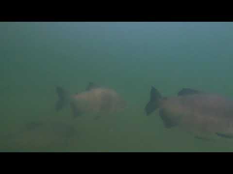 Giant FreshWater Fish ( Tambaqui ) Miami, FL, USA