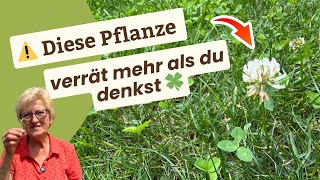Weißklee als Zeigerpflanze - Das steckt dahinter