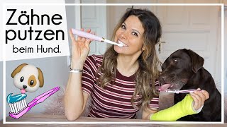 Zähne putzen beim Hund - ja oder nein ?! | #MilkaMittwoch | KaroLovesMilka