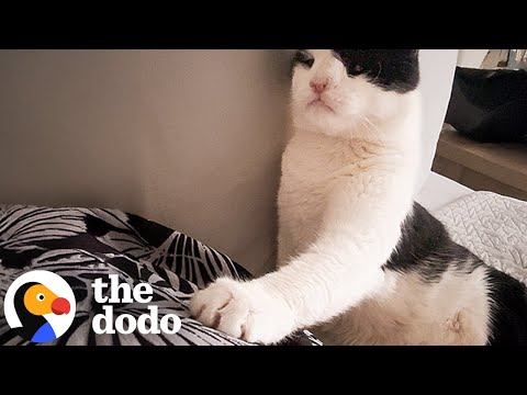 Cat With Extra Large Heart Gets Healed With Love | The Dodo