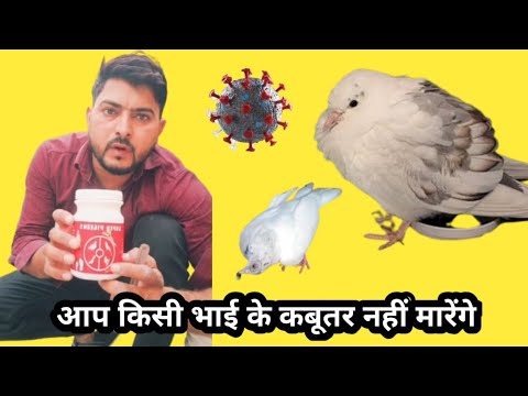 Kabutar,Me,Sara,Virus,Bimari,Khatam//कबूतर की बिमारी का इलाज💯|Pigeons care
