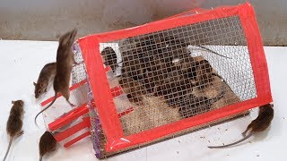 Ide perangkap tikus terbaik dari tabung plastik / perangkap tikus sederhana di rumah