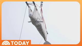 YouTube video thumbnail: Beluga Whales Rescued From Failed Aquatic Park Find New Home