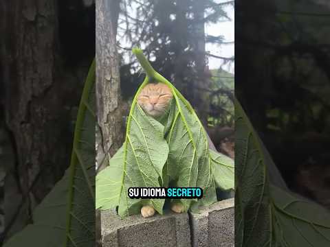 10 FORMAS en que tu GATO se COMUNICA contigo sin maullar 🐱🔊