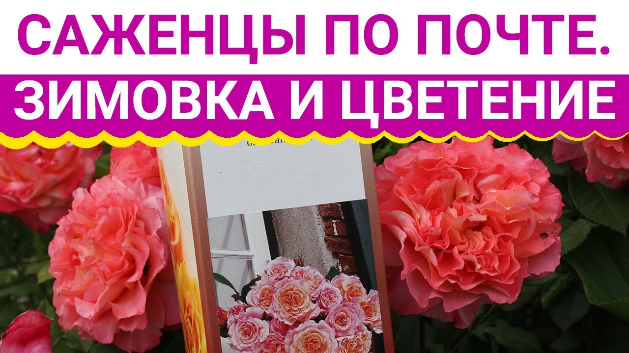 Саженцы по почте. Зимовка и цветение. ПОКАЗЫВАЕМ РЕЗУЛЬТАТ