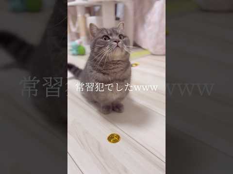 うちの猫がねこばば常習犯でした...#shorts #猫 #マンチカン