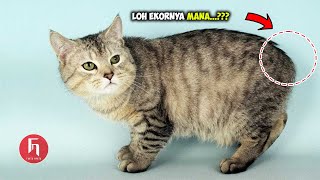 Fakta Unik Kucing Manx ‼️ Si Kucing Tanpa Ekor