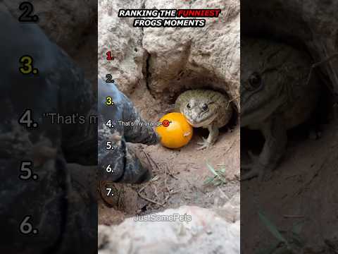 Ranking Funny Frogs Moments