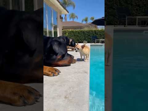 Rottweiler: Let me give you a physical cooling treatment!#dog #dogshorts