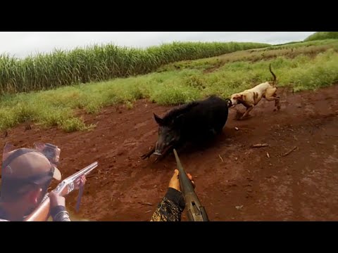 (caçada de javali.) 4 javali abatido embarque na ação. muito javali vários tiro.