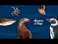 Exploración del Abecedario y Animales Marinos