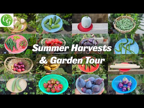 Summer Garden Harvests 🌿 | California Garden Tour, Tips & Gardening | Irvine, California - Zone 10