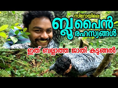 EP6 ബ്ലൂ പൈൻ രഹസ്യങ്ങൾ | ഇത് ബല്ലാത്താ ജാതി കുടുങ്ങൽ Blue Pine Forest Ziro Arunachal Pradesh