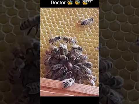 The doctors bees are trying to save their queen | #doctors  #bee #trying #save #queen #short #shorts