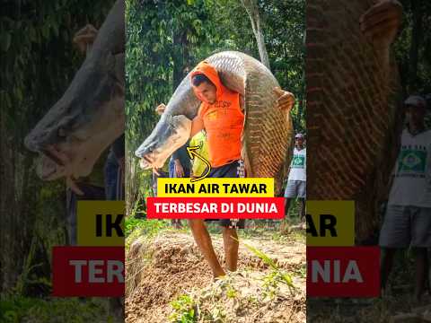 Ikan Hias Terbesar Dan Ganas