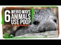 Ecological and Biological Roles of Feces