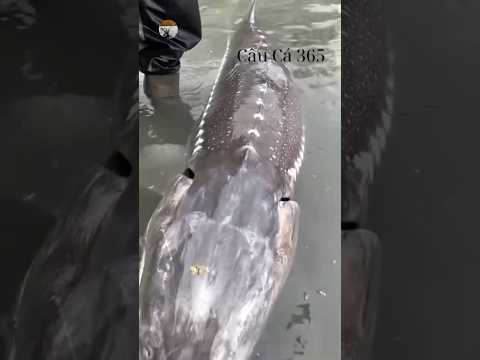 Loài Cá Cá Biển Hồ GL #fishing #amazing #cauca365 #short