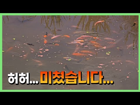 보면서도 믿기지 않는 상태입니다...ㄷㄷㄷ [은별둠벙 13]