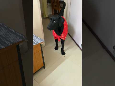 Itna atyachar mujhpr😭#ytshorts #shortsfeed #kedgy_karuna #labrador #dogshorts #angrydog #funnydogs