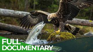 Wildlife At The Limits - High And Low | Free Documentary Nature