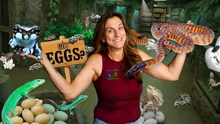 Hatching THOUSANDS of EGGS At Our Reptile Zoo!