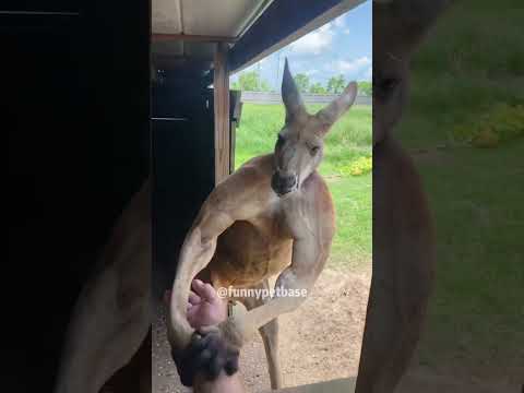 Funny kangaroo 🦘