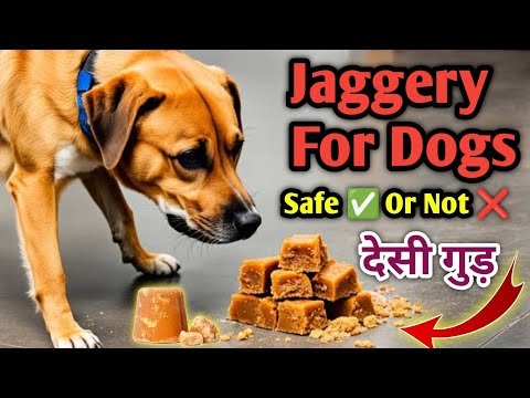Can Dog Eat Jaggery ( Desi Gur ) ? || देसी गुड़ Safe ✅ or Not ❌ || गलती से खा ले तो क्या करे 🤔 ?