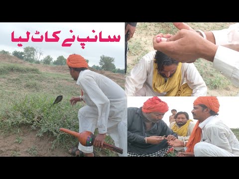 Cobra snake bites the jogi, trying to catch for the protection of farmers | naag jogi | Holistic100