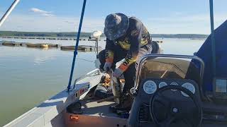 pescada tucunare represa três maria