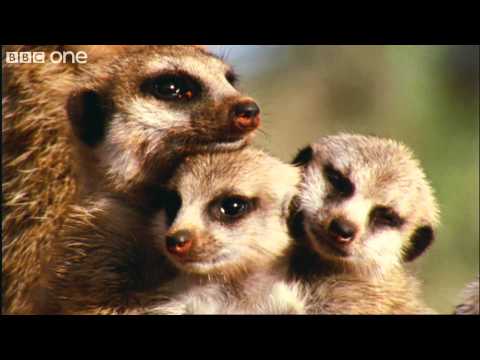 What A Wonderful World With David Attenborough -- BBC One [FULL HD]