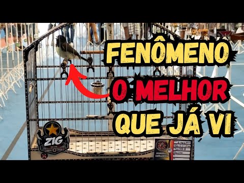 O MELHOR PAPACAPIM QUE JÁ CONHECI ZIG SHOW