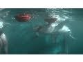 Shark Handling and Tagging Techniques