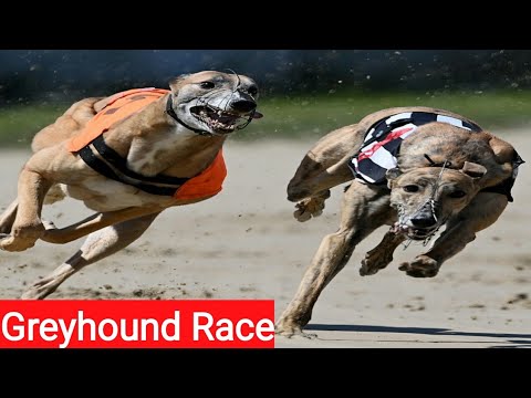 Greyhound Dog Race Track Trials || greyhound dog racing