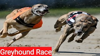 Greyhound Dog Race Track Trials || greyhound dog racing