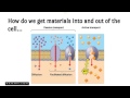 Homeostasis and Transport Concepts Explained